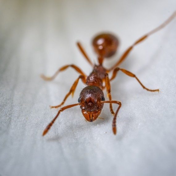 Field Ants, Pest Control in Isleworth, TW7. Call Now! 020 8166 9746