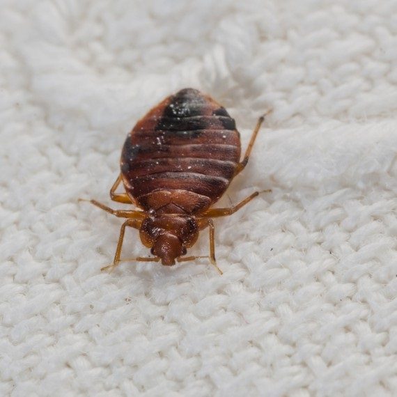 Bed Bugs, Pest Control in Isleworth, TW7. Call Now! 020 8166 9746