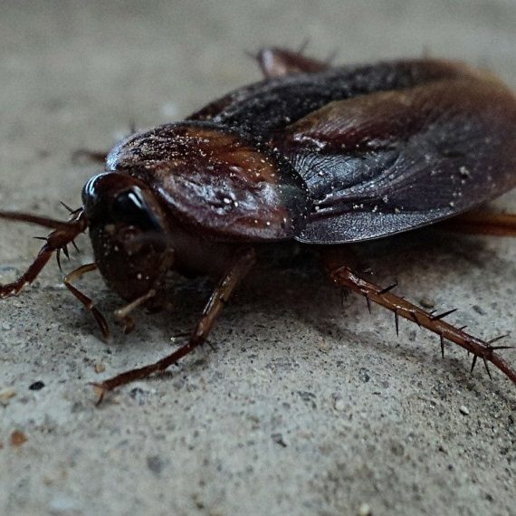 Cockroaches, Pest Control in Isleworth, TW7. Call Now! 020 8166 9746