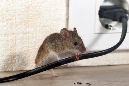 Pest Control in Isleworth, TW7. Call Now! 020 8166 9746