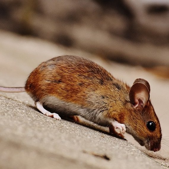 Mice, Pest Control in Isleworth, TW7. Call Now! 020 8166 9746