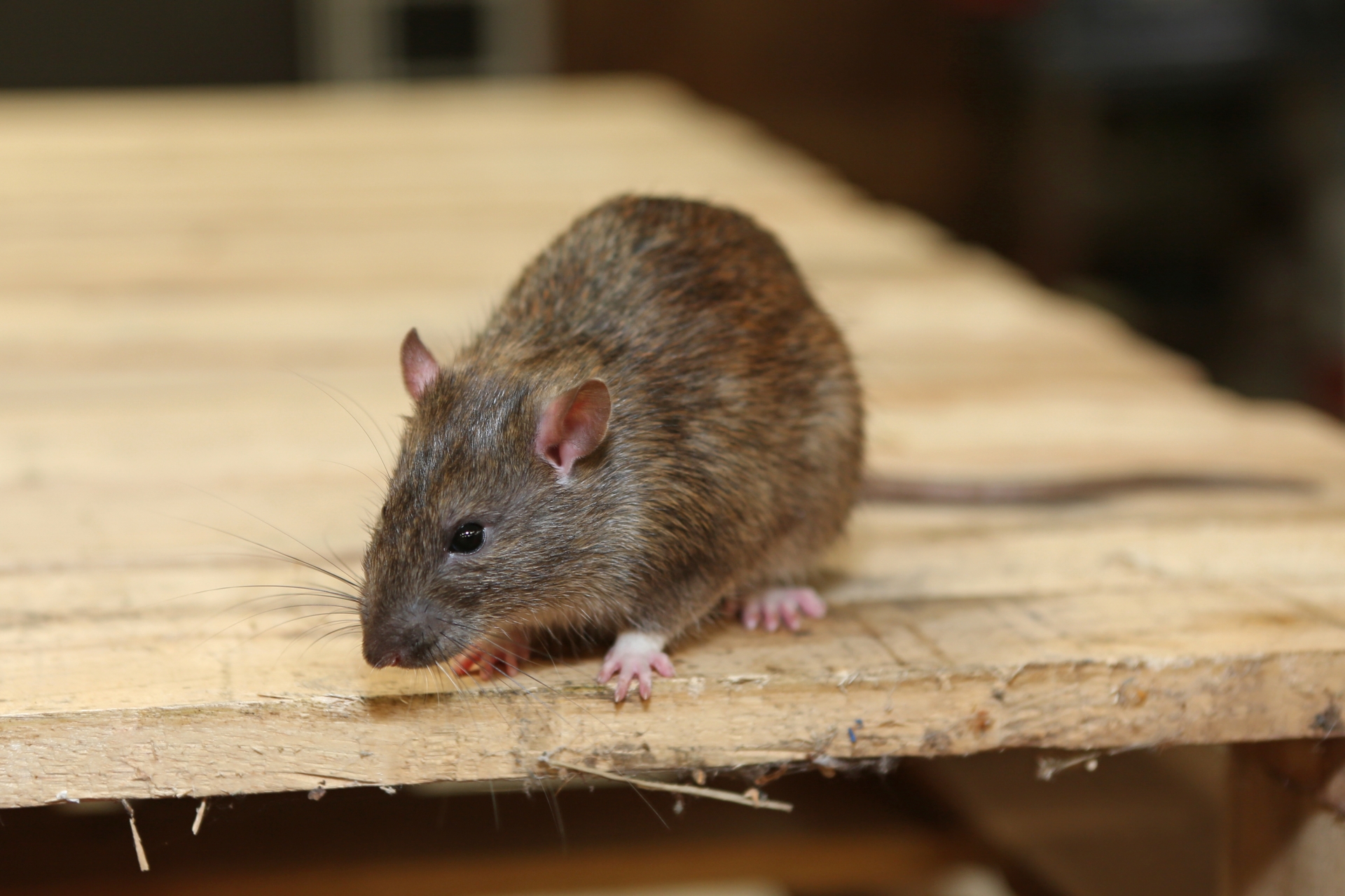 Rat Infestation, Pest Control in Isleworth, TW7. Call Now 020 8166 9746