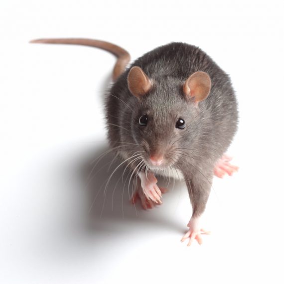 Rats, Pest Control in Isleworth, TW7. Call Now! 020 8166 9746