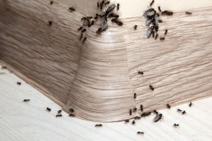 Ant Control, Pest Control in Isleworth, TW7. Call Now 020 8166 9746