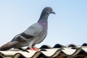 Pigeon Pest, Pest Control in Isleworth, TW7. Call Now 020 8166 9746