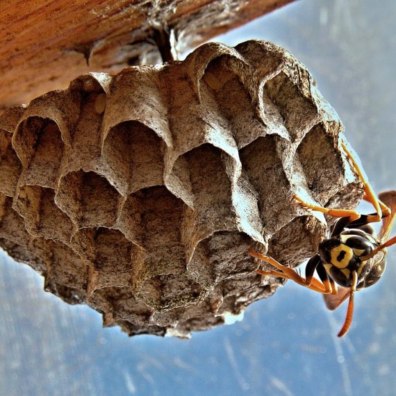 Wasps Nest, Pest Control in Isleworth, TW7. Call Now! 020 8166 9746