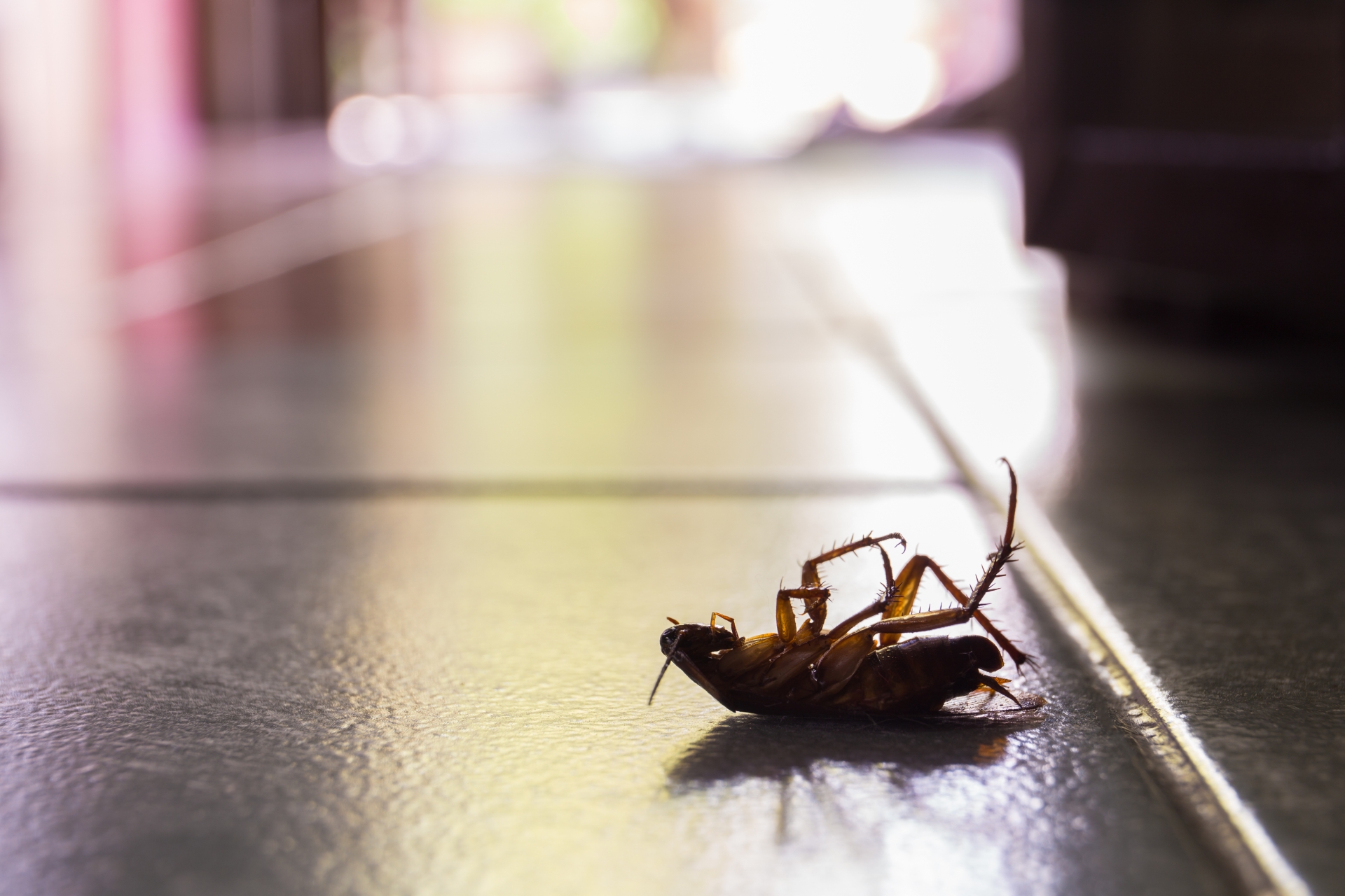 Cockroach Control, Pest Control in Isleworth, TW7. Call Now 020 8166 9746