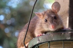 Rat extermination, Pest Control in Isleworth, TW7. Call Now 020 8166 9746